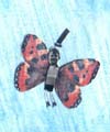 Illustration papillon